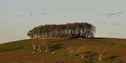 Wardlaw Walk