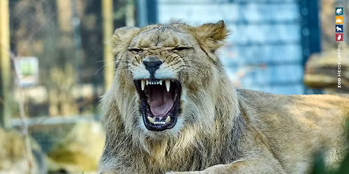 L\u00d6WE, TIGER & Co - RAUBTIERE (WORKSHOP - ab 12 J.)