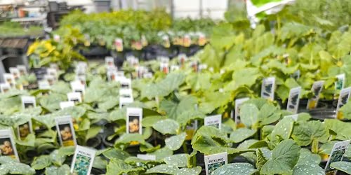 Blandford Vegetable & Native Plant Sale