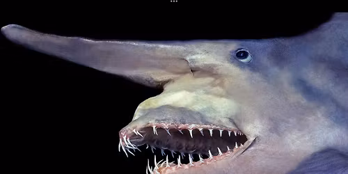 Creature Feature: an OKC StorySLAM