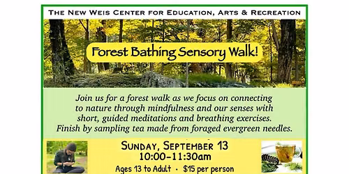 Forest Bathing Sensory Walk & Foraged Tea