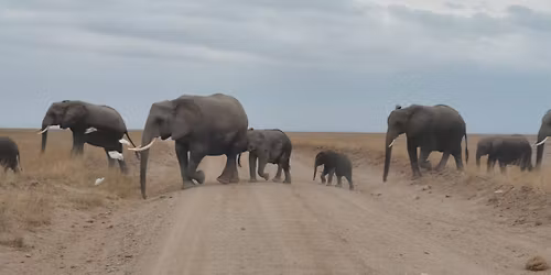 Call of the Mara \u2013 A Wildlife & Conservation Safari Experience