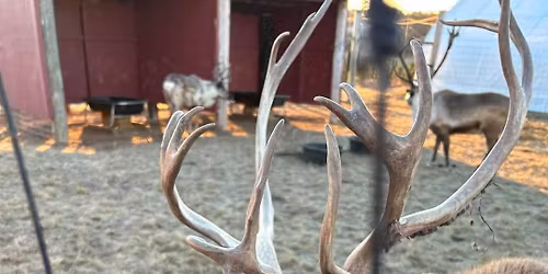 Reindeer Minis at Dzen Tree Farm