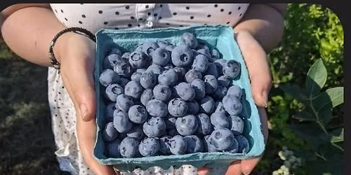 se4sk is going Blueberry Picking