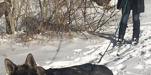 Skijor with your dog!