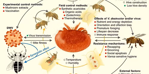 Think about fall and beyond, what to do? Targeting Varroa Destructor Mites