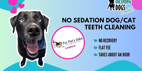 Pet Teeth Cleaning Event - Langford