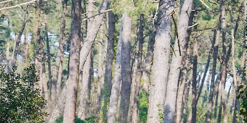 Balade Balis\u00e9e en For\u00eat - Rallye \u00e9questre -Journ\u00e9e de la Randonn\u00e9e \u00e9questre