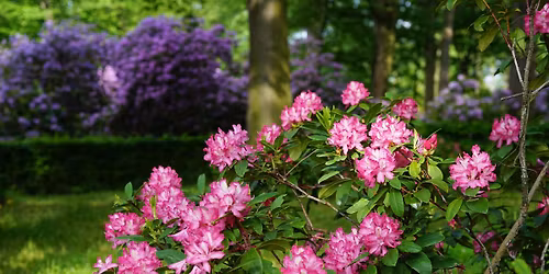 Rhododendrontraum