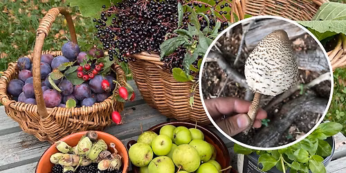 Autumn Foraging Walk