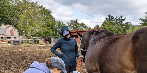 Equine First Aid and Bandaging 