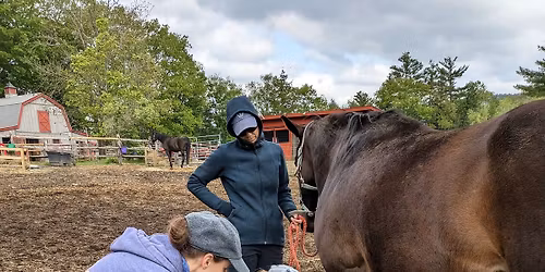 Equine First Aid and Bandaging