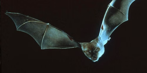 Evening Bat Walk