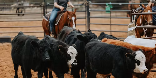 Beginner Cow Clinic at JH Horsemanship 