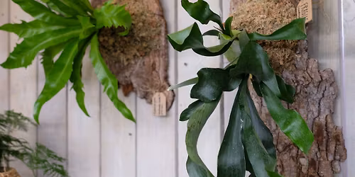 Wall Mounted Fern Workshop