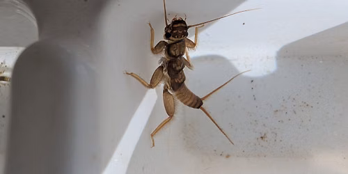 Kid's Corner: Critters in the Creek