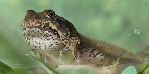 FrogWatch USA Volunteer Training Session