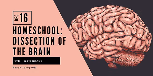 Homeschool: 6th-12th Grade: Brain Dissection