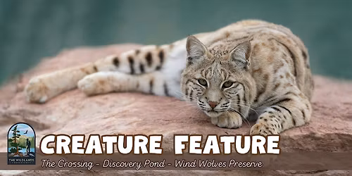 Creature Feature at Wind Wolves Preserve