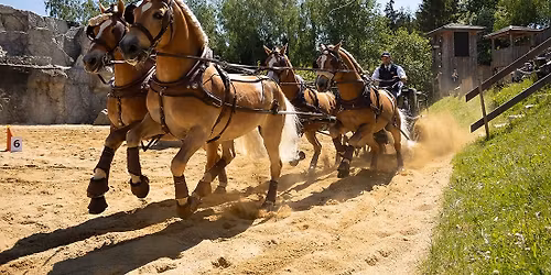 Starke Pferde
