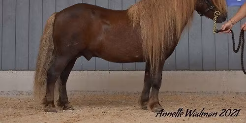 Shetland V\u00e4st utst\u00e4llning  Vartofta  \u00f6ppen f\u00f6r shetland och Russ 24 okt