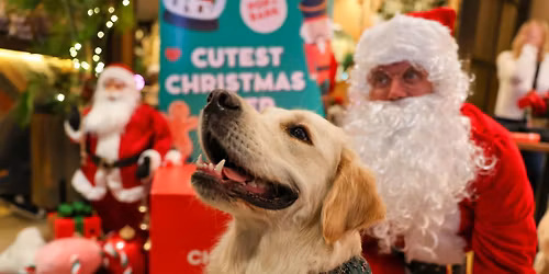 GOLDEN RETRIEVER CAFE CHRISTMAS - LONDON
