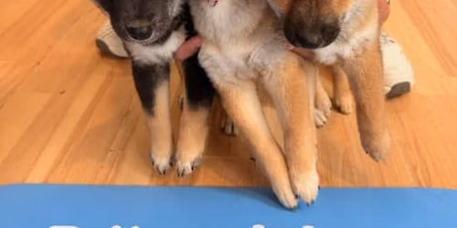 Puppy Yoga chez Pawsitive Studio