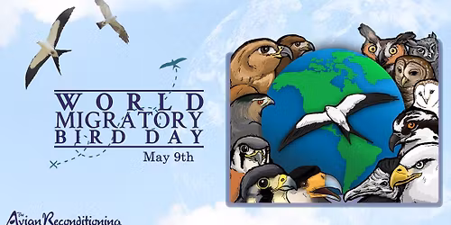 World Migratory Bird Day