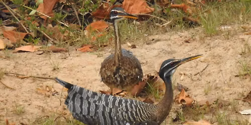 The Pantanal and Atlantic Lowland Forest of Brazil with Mike Kielb