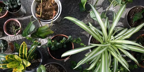 Sustainable Living: Plant Swap - Hunter Multicultural Communities