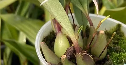 Monthly Meeting \/ Annual Orchid Auction