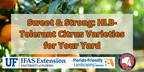 2026 Sweet & Strong: HLB-Tolerant Citrus Varieties for Your Yard