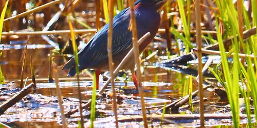 August Summer Birding Walk in Toronto's High Park