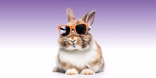 Chill Out With House Rabbits