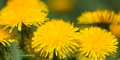 Spotlight on Edible Wild Flowers \u00a335