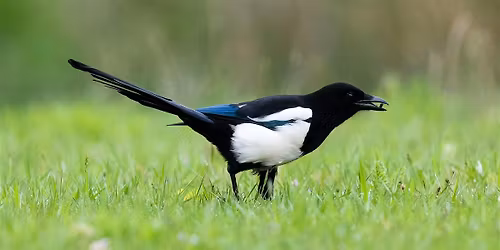 Bird Lore
