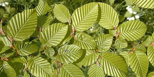 Summer Tree Identification Workshop