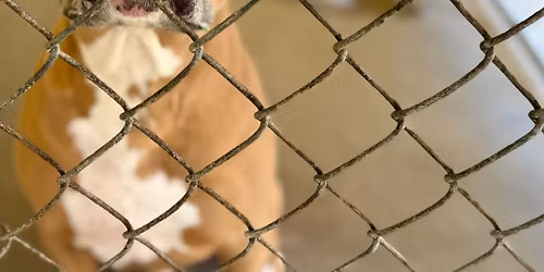 Barksgiving Foster Event