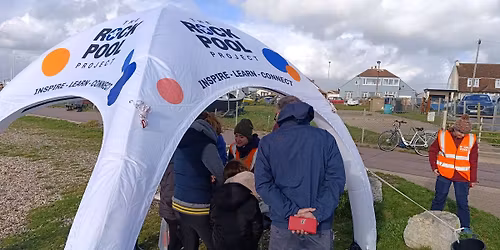 Big Rock Pool Challenge BioBlitz Battle: Lee-on-the-Solent, Hampshire