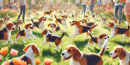 L\u00e2ch\u00e9 de beagle au doogo club