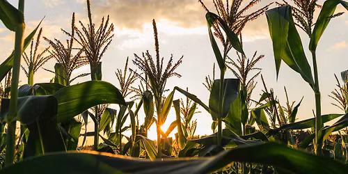 Pl\u00e1tica \u2013 Sacred Cycle of Corn: Ceremony, Story & Sound | Free with RSVP