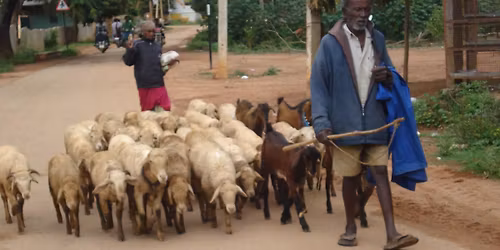 Kuri mathe maeke sakkanike tharabethi, Shivamogga 