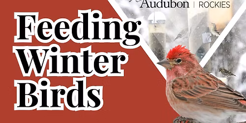 Feeding Winter Birds