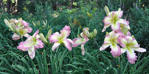 ODS Daylily Show - AHS Accredited