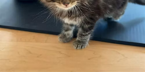 PURRLATES: Pilates with Kittens