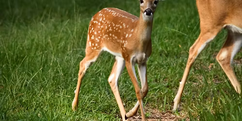 South Florida Animals: Delightful Deer