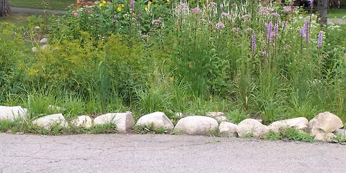 Native Garden Maintenance