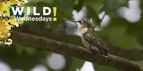 Wild Wednesdays! Bird Survival