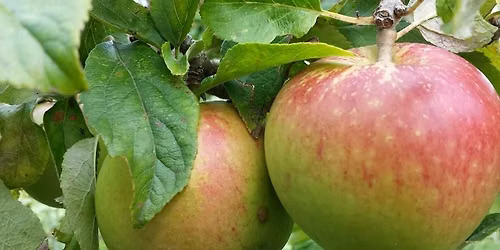 Apple Pressing Workshop