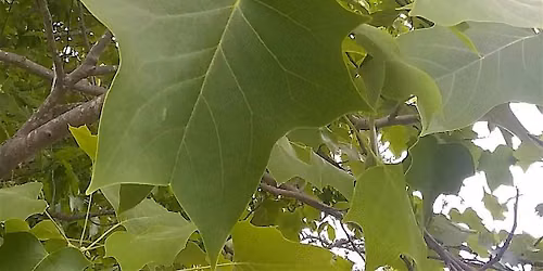 Nature Journaling for Beginners
